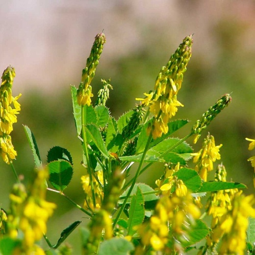 Донник лекарственный