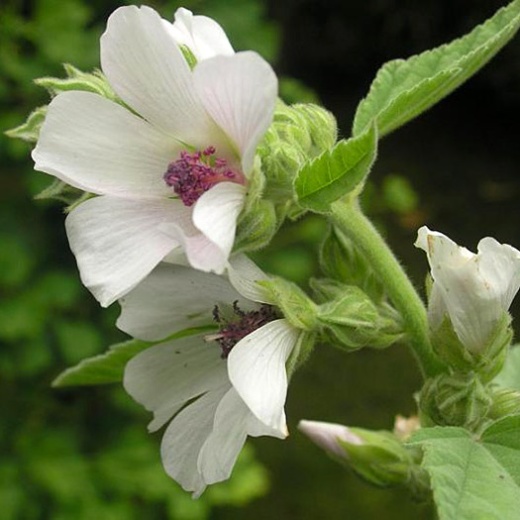 Алтей лекарственный