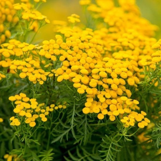 Пижма обыкновенная